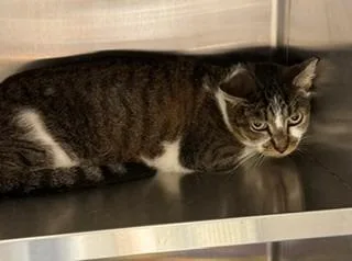 A young large-sized male Domestic Medium Hair cat named Quill for adoption in Sidney, OH
