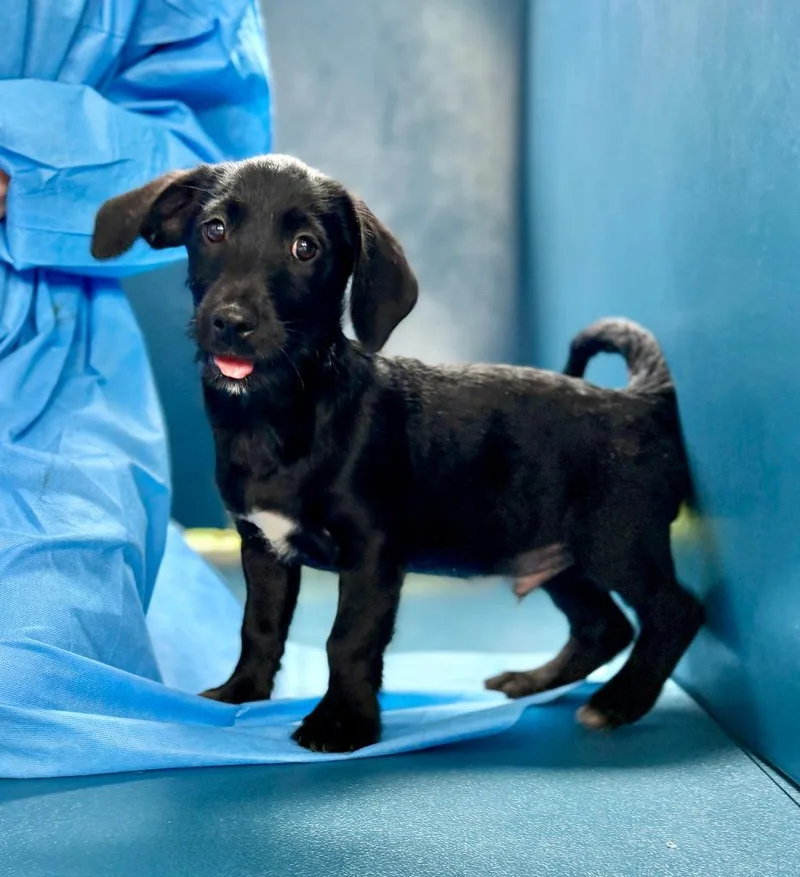 A baby small-sized male Mixed Breed dog named Heath for adoption in Ellijay, GA