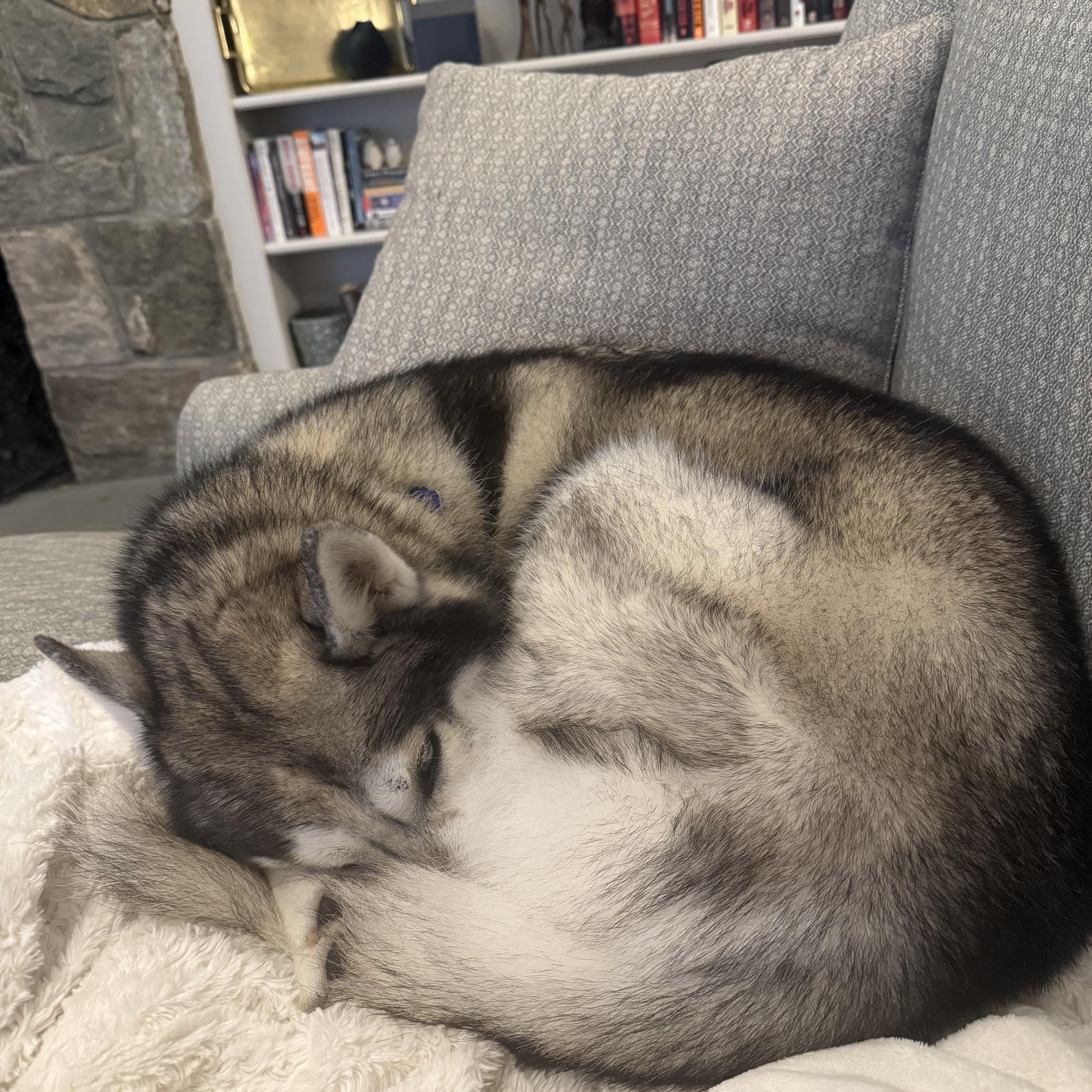 Teddy The Husky