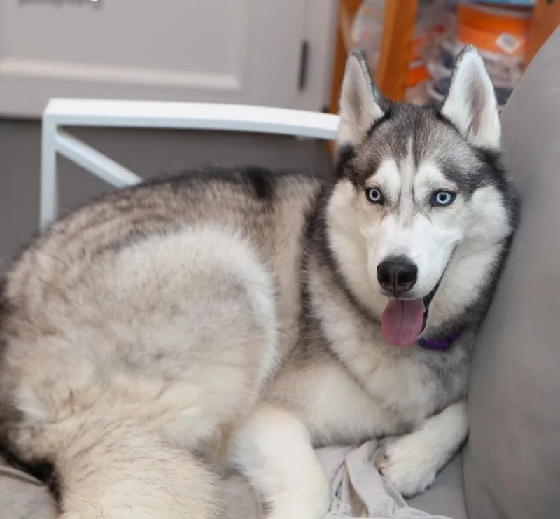 Teddy The Husky thumbnail 2