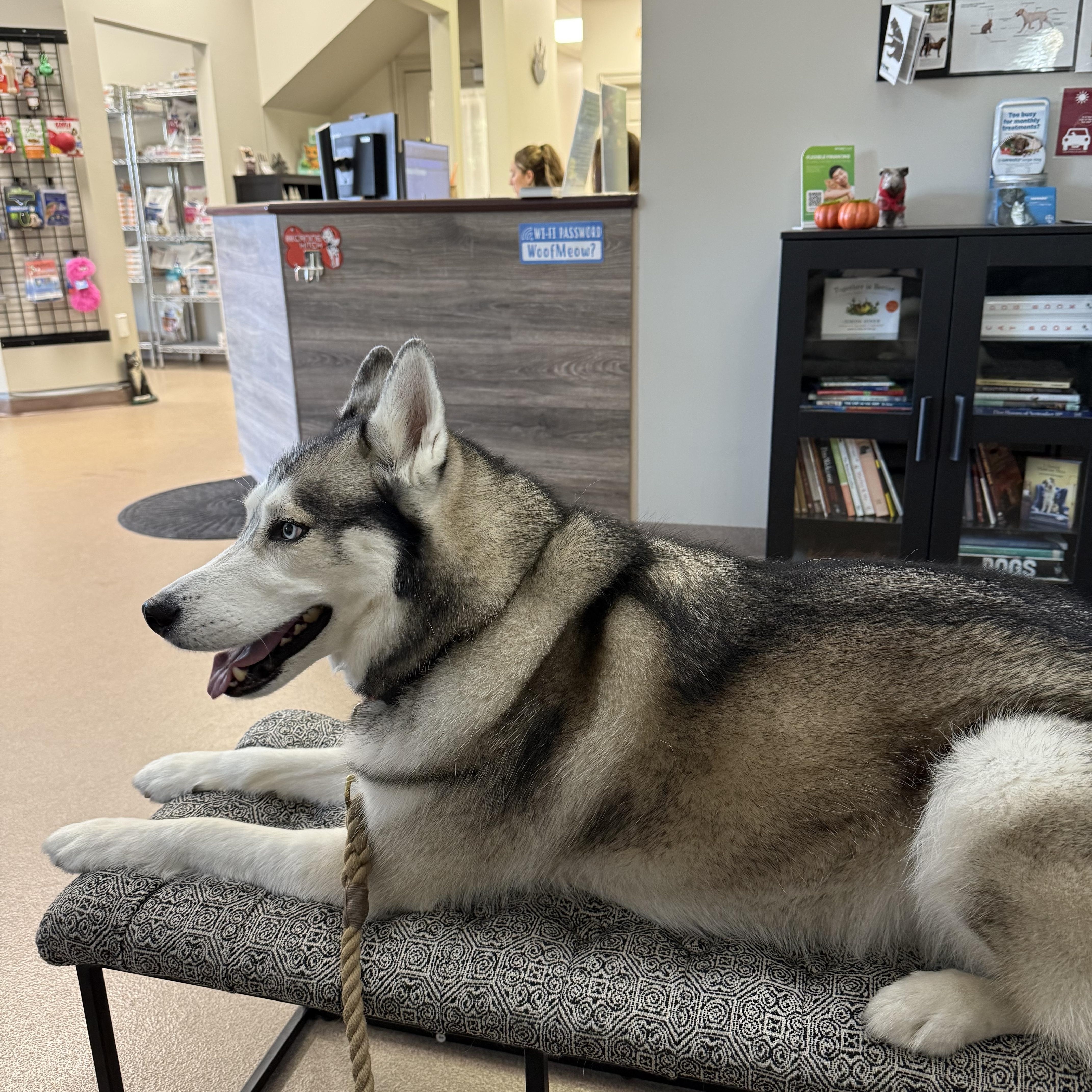 Teddy The Husky thumbnail 3