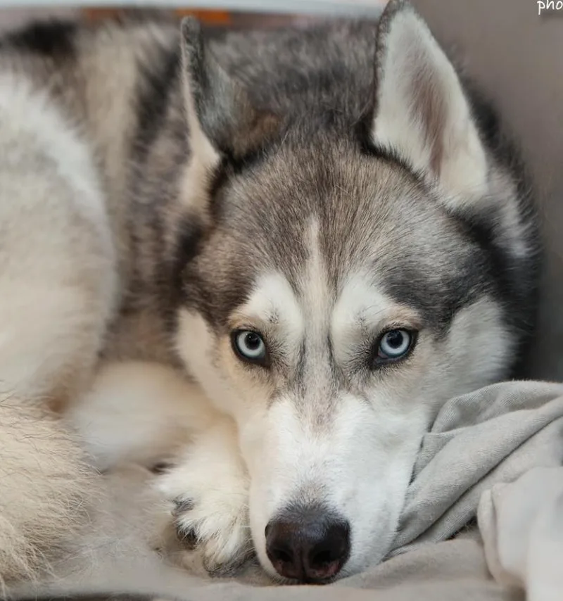 Teddy The Husky thumbnail 4