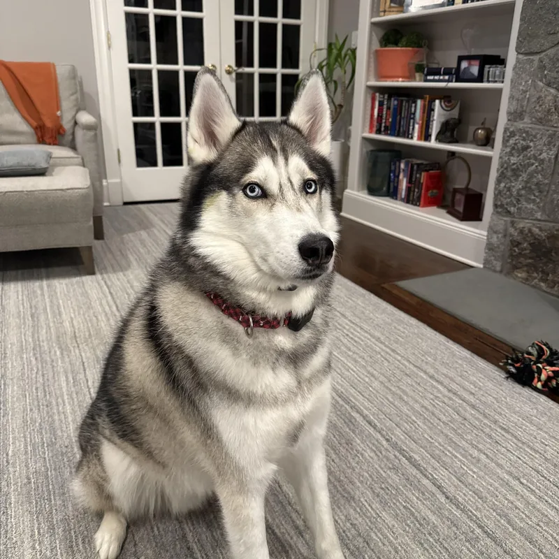 Teddy The Husky thumbnail 5