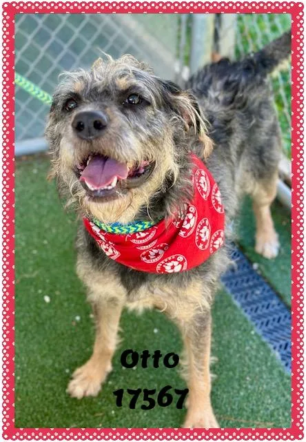 Otto See Also Watson thumbnail 2