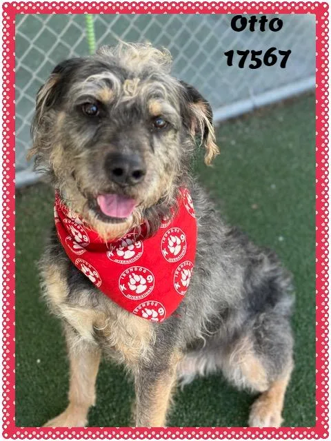 Otto See Also Watson thumbnail 3