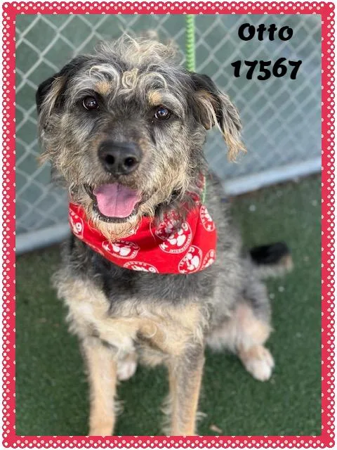 Otto See Also Watson