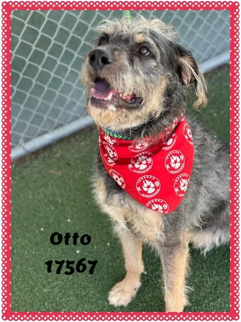 Otto See Also Watson thumbnail 5