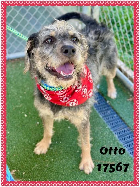 Otto See Also Watson thumbnail 6