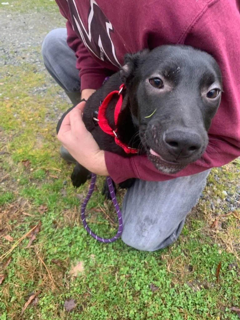 An adult medium-sized female Labrador Retriever dog named Shadow for adoption in Cambridge, MD