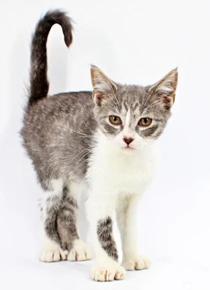 A baby small-sized female Domestic Short Hair cat named Jana for adoption in Morton Grove, IL