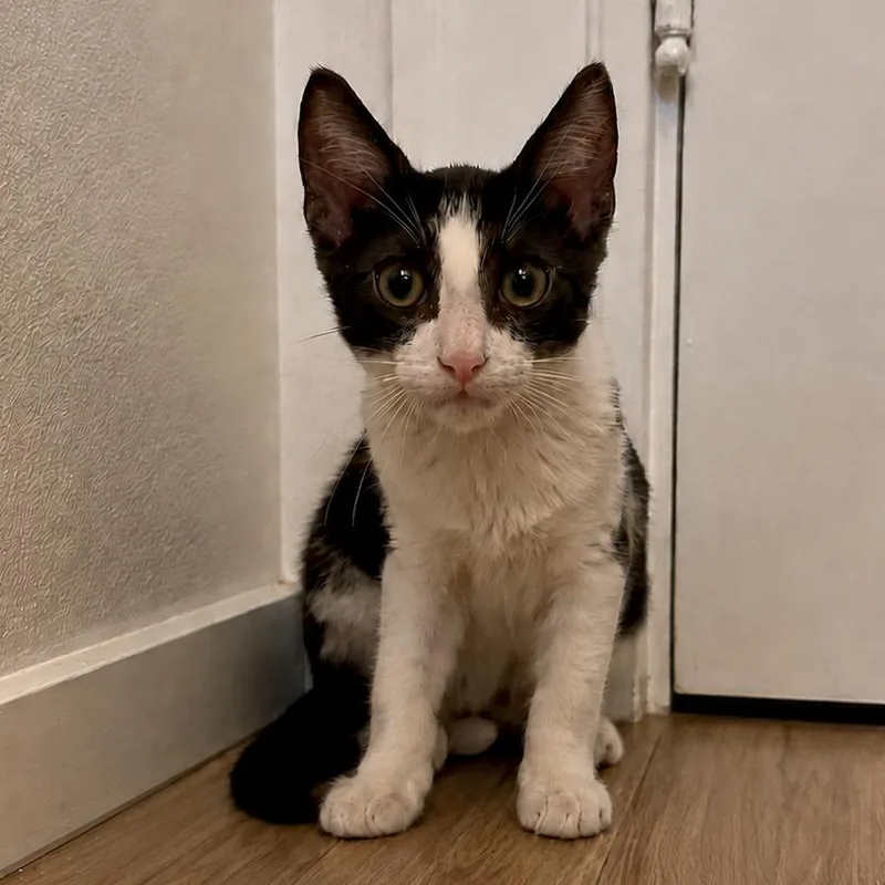 A baby small-sized male Black Domestic Short Hair cat named Apollo for adoption in Long Beach, CA