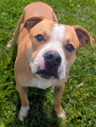 An adult medium-sized male Pit Bull Terrier dog named Nugs for adoption in Akron, OH