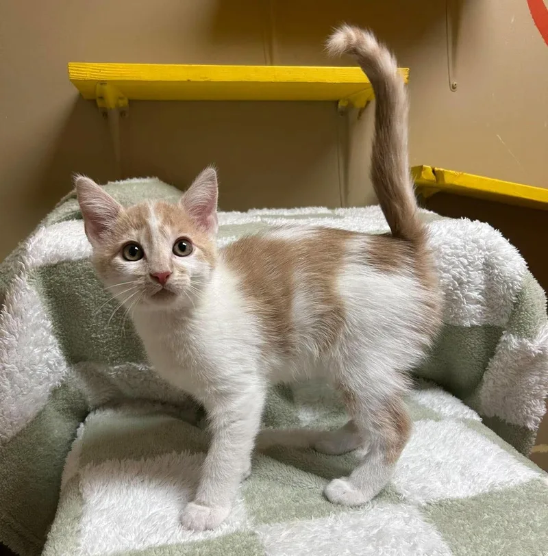 A baby medium-sized male Domestic Short Hair cat named Tyler for adoption in Maryville, MO