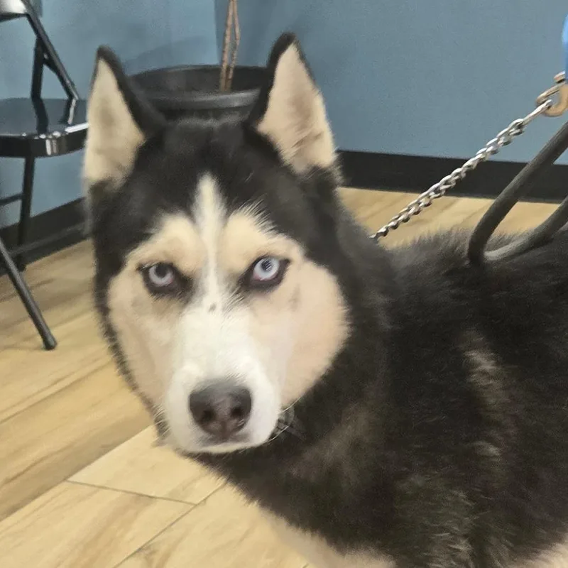 An adult small-sized male Black Siberian Husky dog named Biscuit for adoption in Newark, NJ