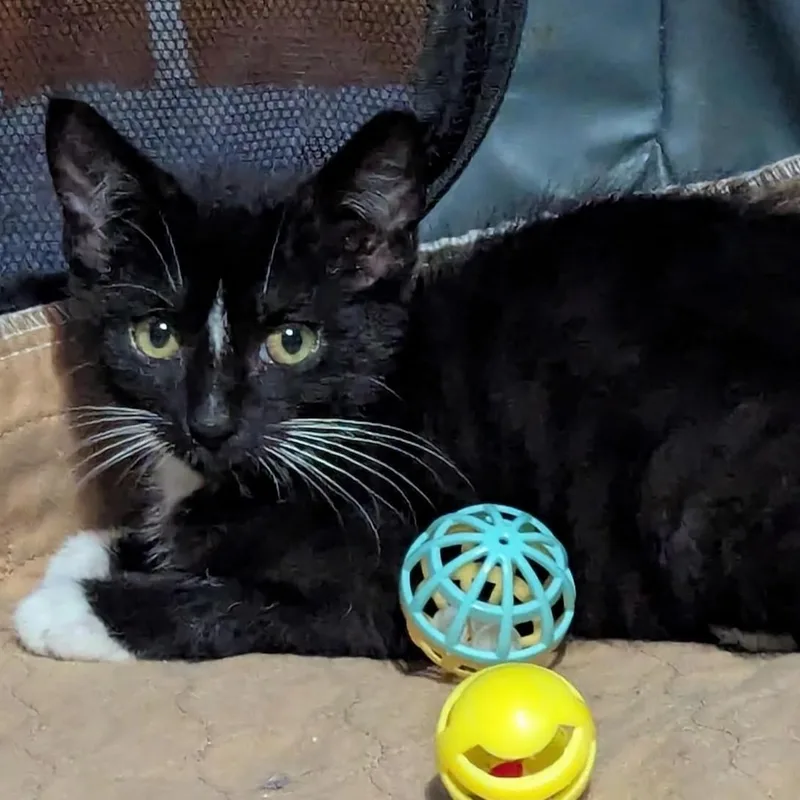 A baby medium-sized male Black & White / Tuxedo Domestic Short Hair cat named Working Cat Jett for adoption in Batavia, NY