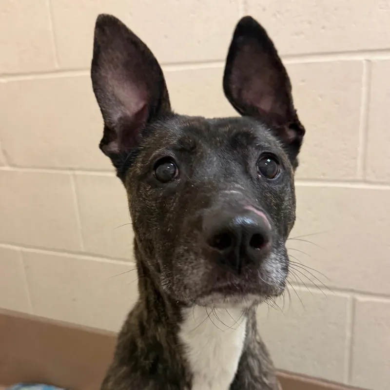 A senior medium-sized female Pit Bull Terrier dog named Rowan for adoption in Reno, NV