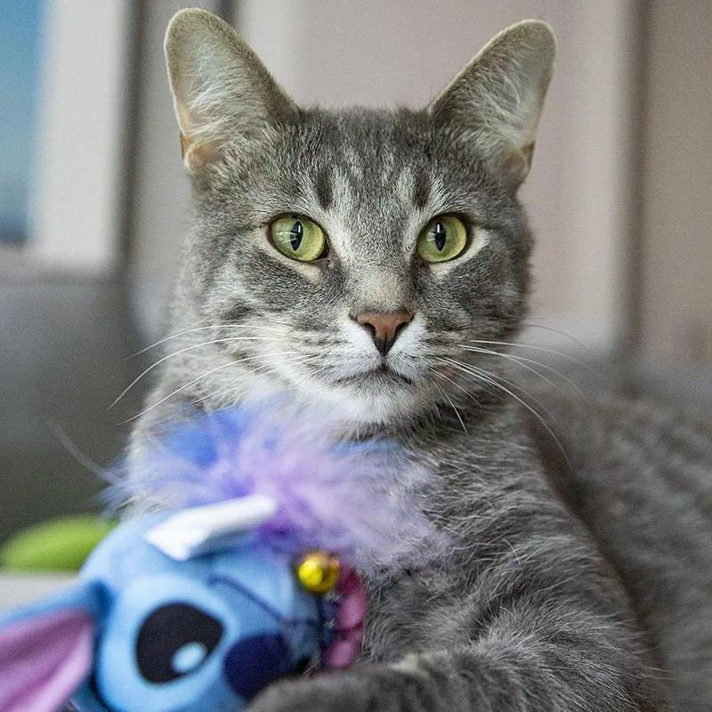An adult medium-sized male Tabby (Gray / Blue / Silver) Domestic Short Hair cat named Tom Turkey for adoption in Chicago, IL