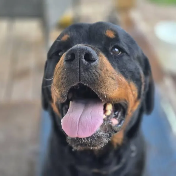 A young large-sized male Black Rottweiler dog named Ranger for adoption in Chapel Hill, NC