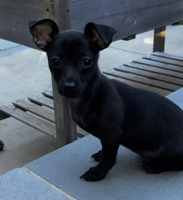 A baby small-sized female Black Chihuahua dog named Poco for adoption in Leonardtown, MD
