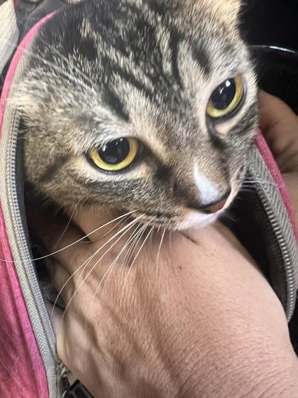 An adult small-sized female Domestic Short Hair cat named Toni for adoption in Daytona Beach, FL