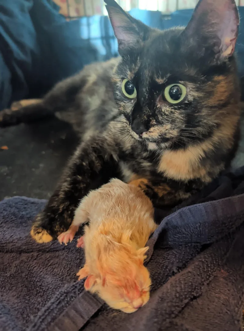 A young medium-sized female Tortoiseshell Domestic Short Hair cat named Shelaige for adoption in Palm Harbor, FL