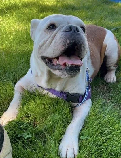 An adult medium-sized female White / Cream English Bulldog dog named Kona Bubbles for adoption in Bonney Lake, WA