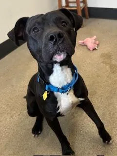 A young medium-sized female Black Pit Bull Terrier dog named Gunnison for adoption in Cleveland, OH