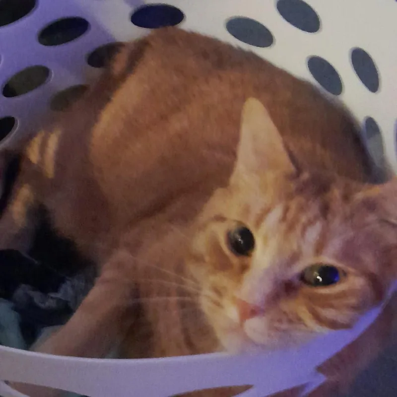 Westeros thumbnail 2