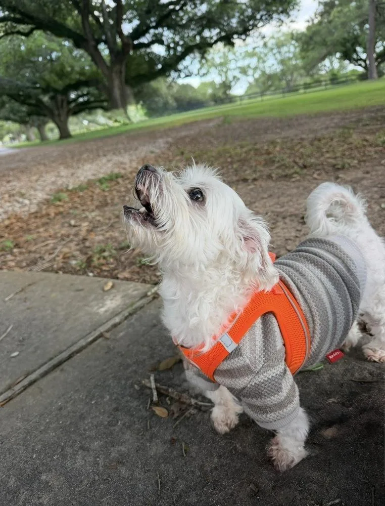 A senior small-sized male White / Cream Maltese dog named Charlie Puth for adoption in Richmond, TX