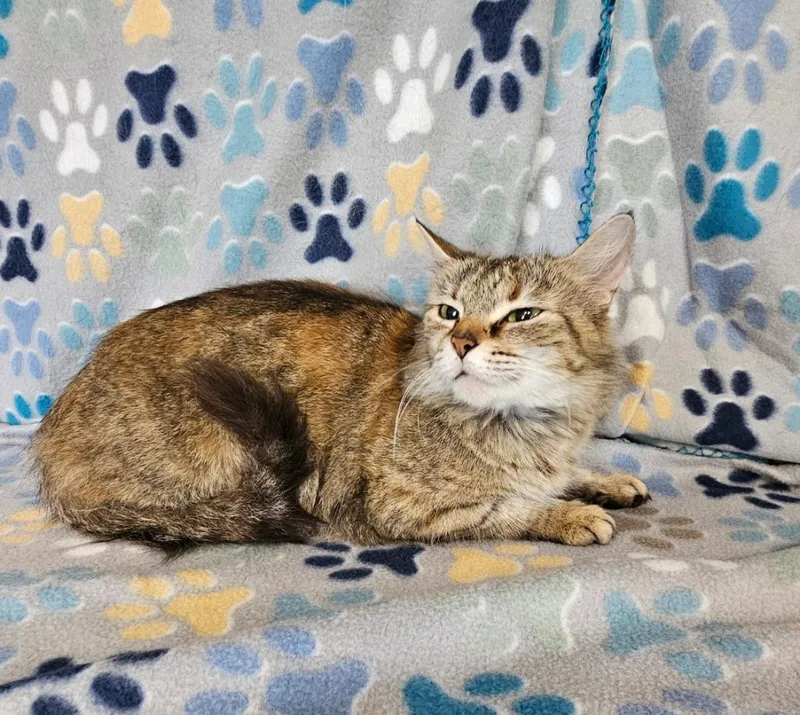 An adult medium-sized female Domestic Short Hair cat named Claire for adoption in Wabash, IN
