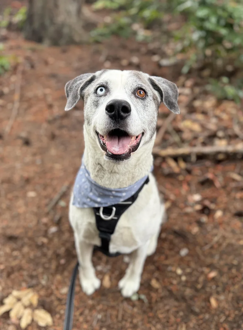 Aspen