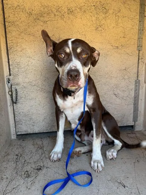 An adult medium-sized female Terrier dog named Trixie for adoption in Oklahoma City, OK