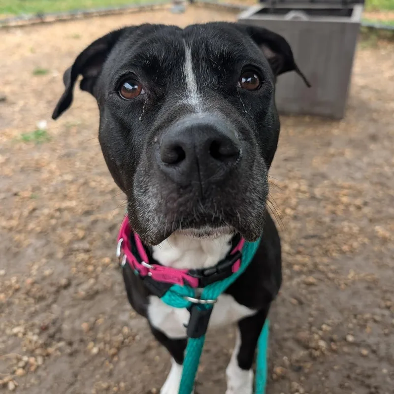An adult medium-sized female Black Pit Bull Terrier dog named Straw for adoption in Newfoundland, NJ