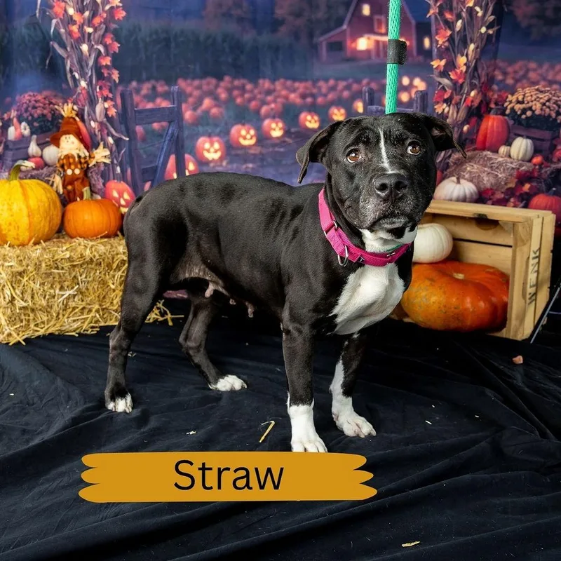 Straw thumbnail 3
