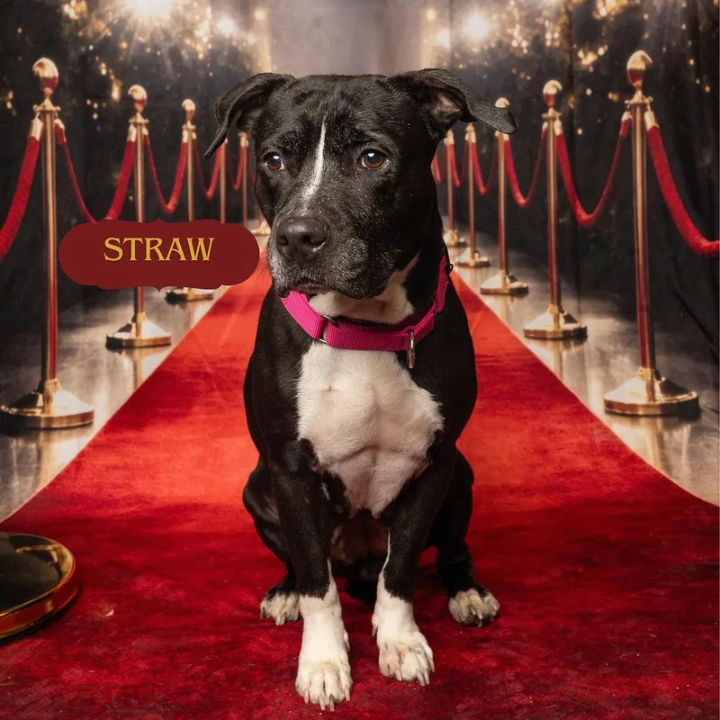 Straw thumbnail 4
