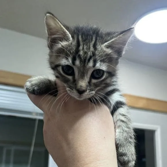 A baby small-sized female Black Domestic Short Hair cat named Fry for adoption in Driggs, ID