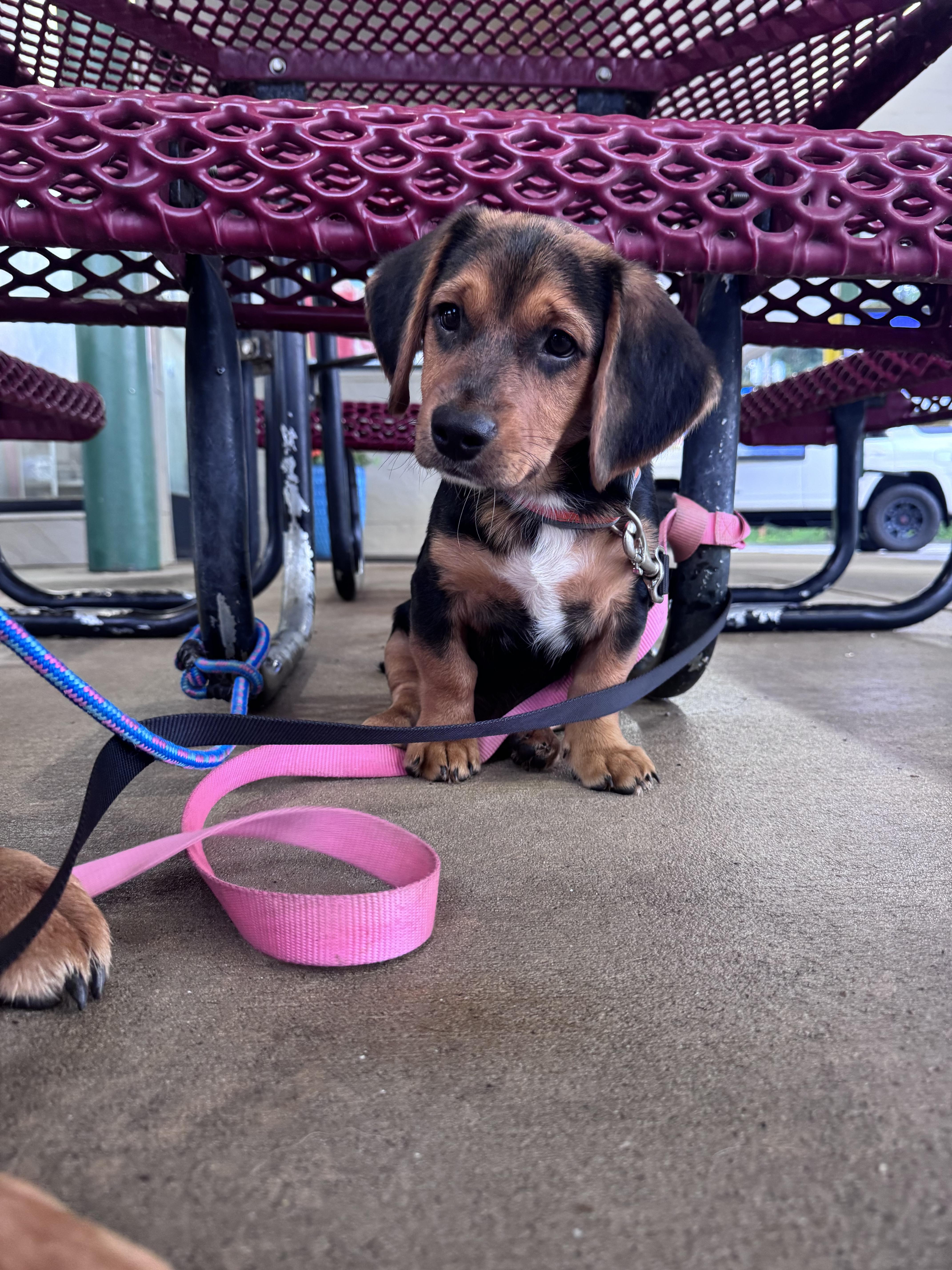 A baby small-sized male Beagle dog named Gomer for adoption in Dayton, TN