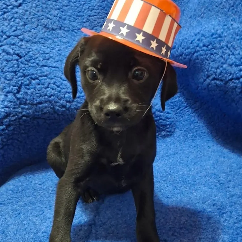 A baby medium-sized female Black Cattle Dog dog named Demi Moore for adoption in Olathe, KS