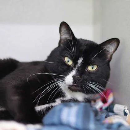 An adult small-sized male Black Domestic Short Hair cat named Soxx for adoption in Atlanta, GA