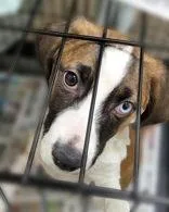 A young medium-sized female Brown / Chocolate Mixed Breed dog named Mabel for adoption in Portsmouth, OH