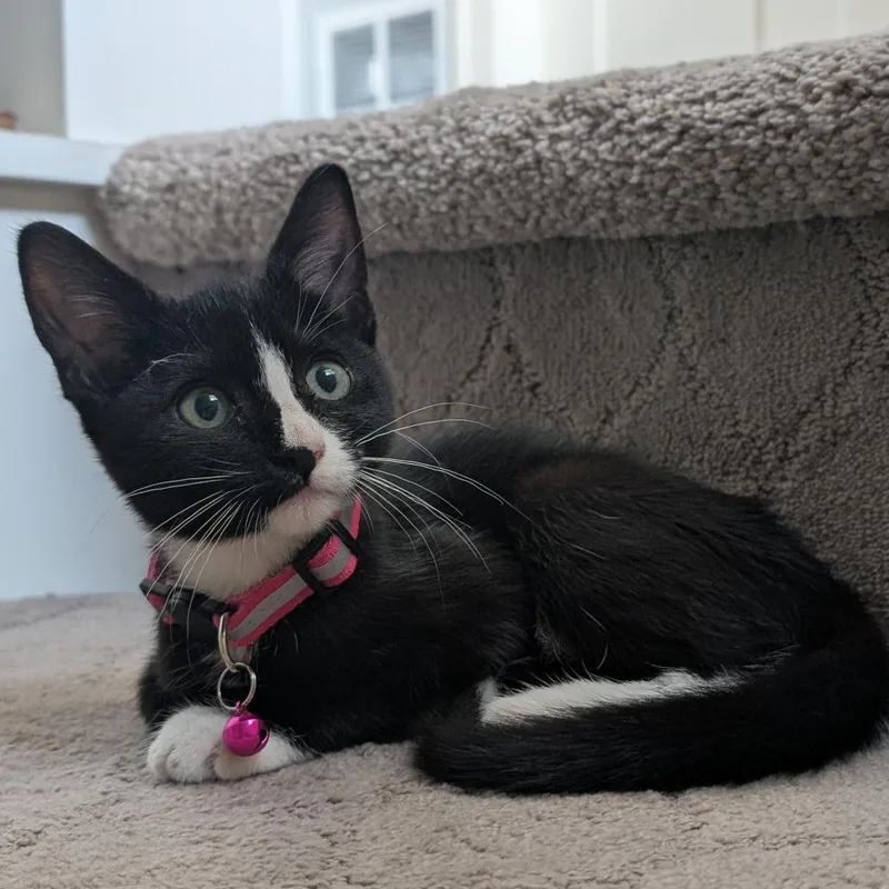 A baby small-sized female Black Domestic Short Hair cat named Hepburn C for adoption in Minnetonka, MN