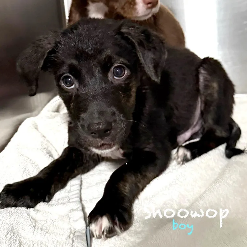 A baby small-sized male Brindle Dutch Shepherd dog named Shoowop for adoption in Tampa, FL