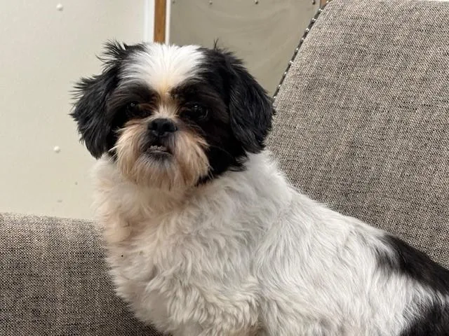 Bandit