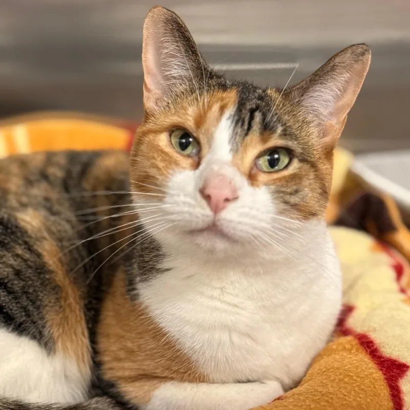 An adult medium-sized female Domestic Short Hair cat named Stella for adoption in Cumming, GA