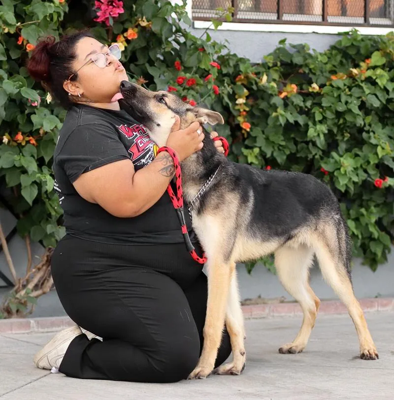 A young large-sized male Black German Shepherd Dog dog named Bucky von Bovenau for adoption in Los Angeles, CA