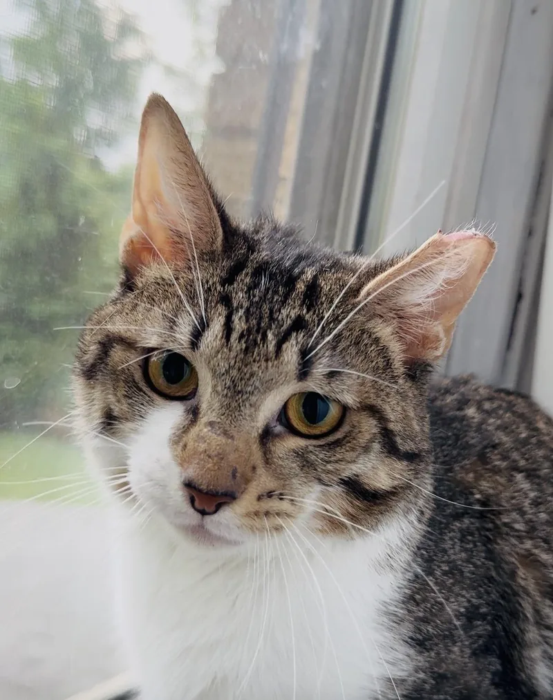 An adult medium-sized female Tabby (Brown / Chocolate) Domestic Short Hair cat named Raccoon for adoption in Cincinnati, OH