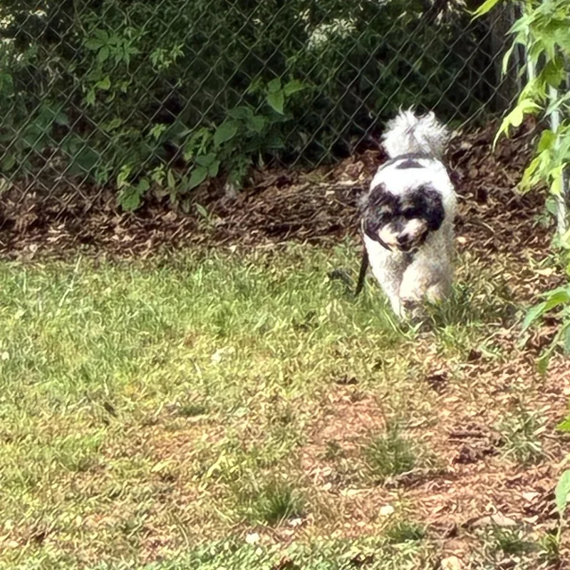 Bodhi