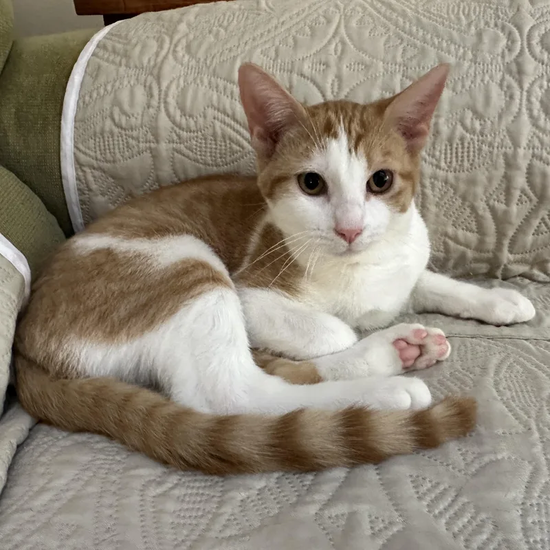 A young medium-sized female Orange & White Domestic Short Hair cat named Andie for adoption in Baltimore, MD