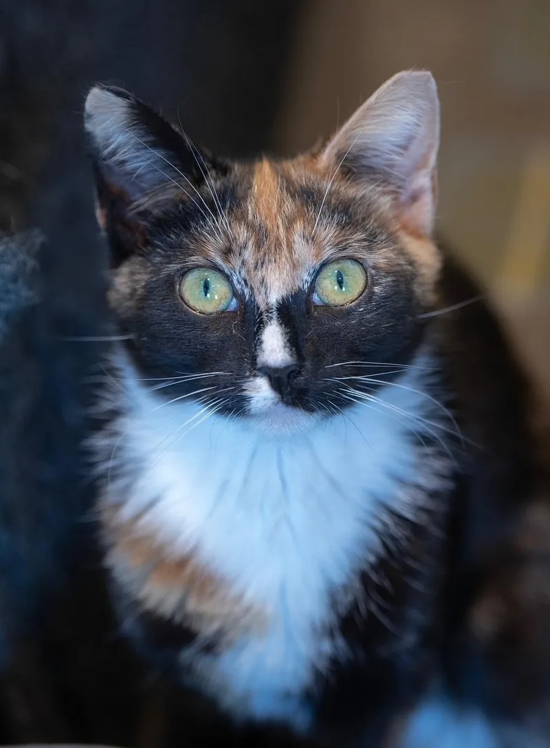 A young small-sized female Calico Domestic Short Hair cat named Dallas for adoption in New York, NY