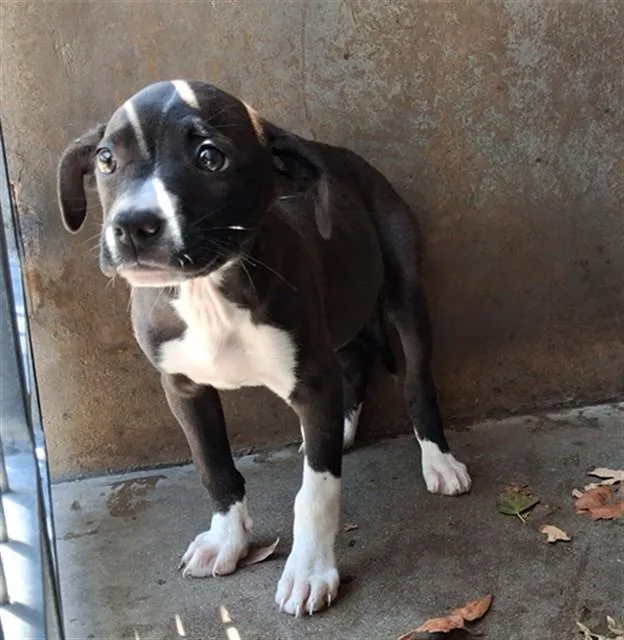 A baby small-sized female Pit Bull Terrier dog named A for adoption in Chula Vista, CA
